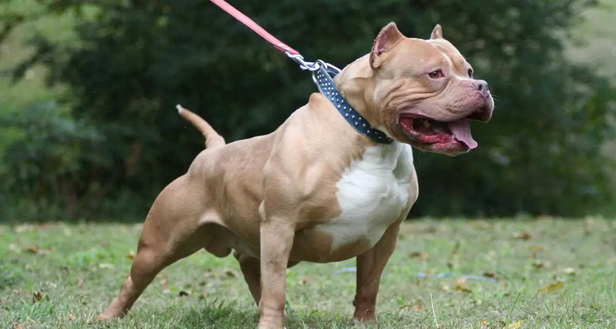 Canepina: bimba azzannata da un pitbull