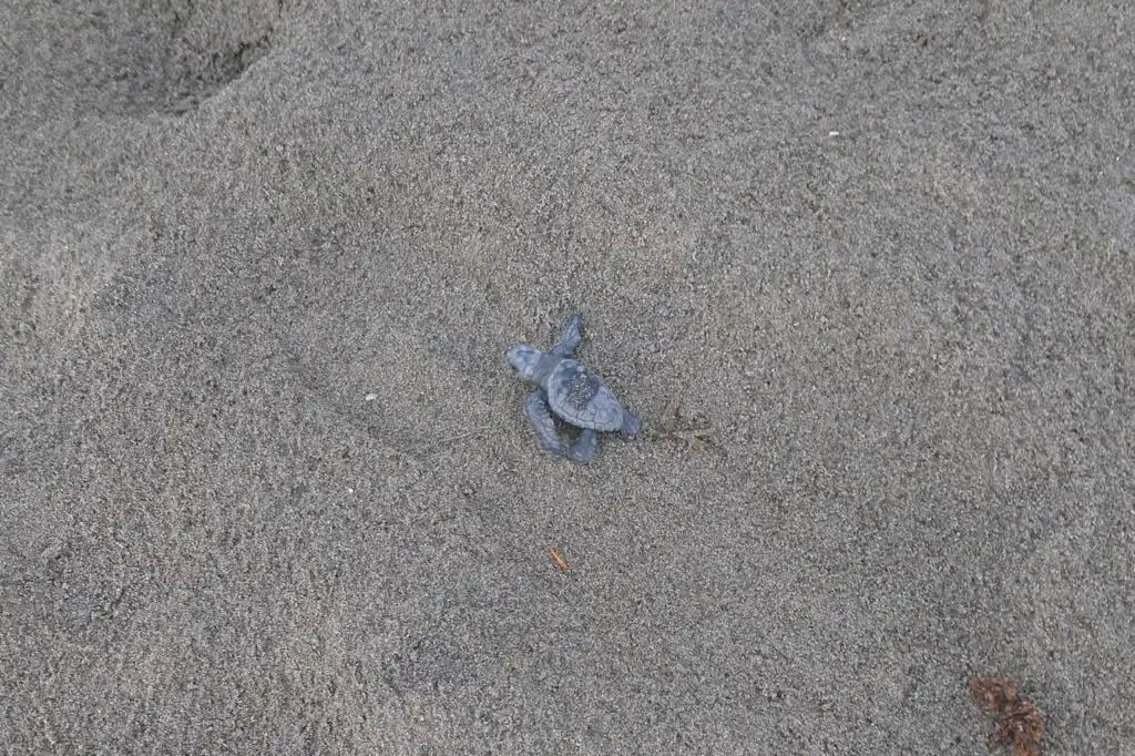 Cerveteri - Ladispoli: sono nate le prime tartarughe caretta caretta