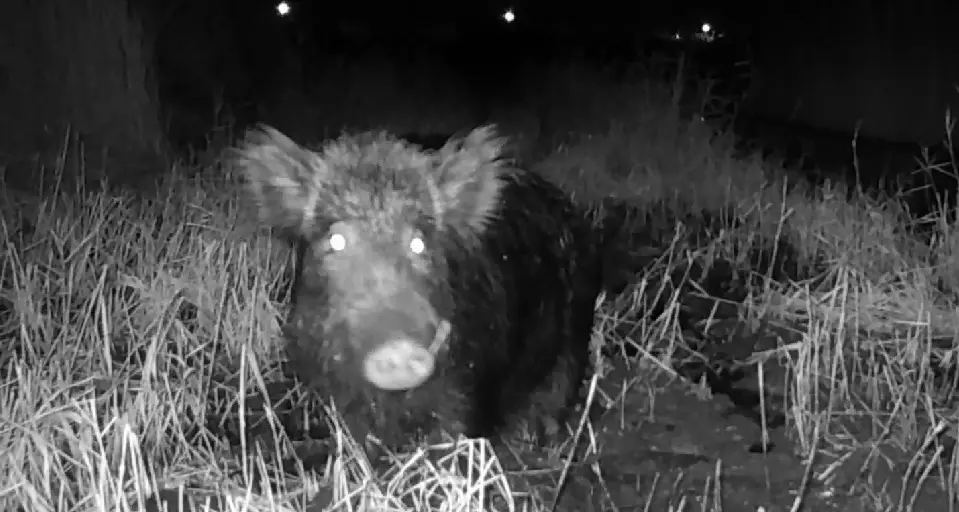Il parco giochi dei bimbi pieno di cinghiali