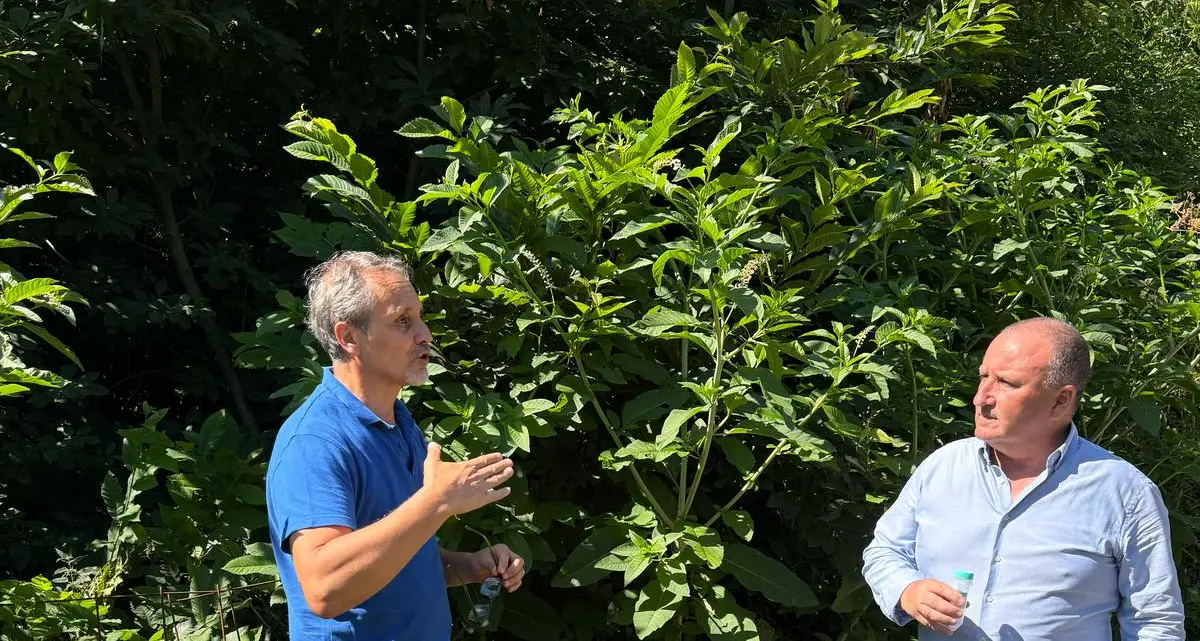 «Vespa samurai lanciata in 47 siti del Lazio, 35 solo nella Tuscia»