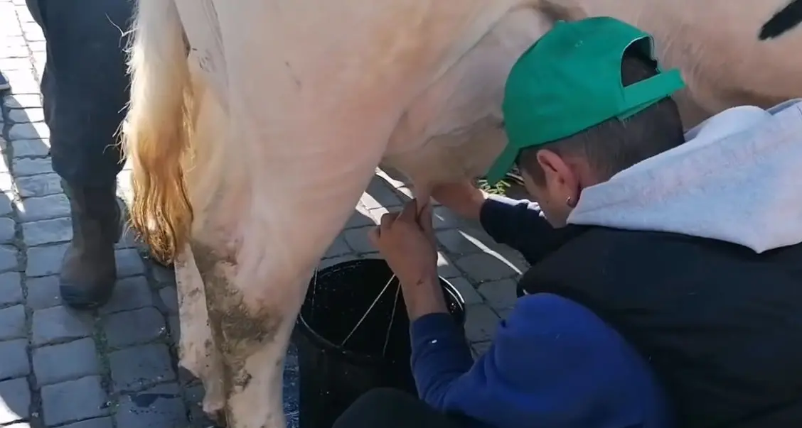 «Da 9 aziende del latte, ne è rimasta solo una»