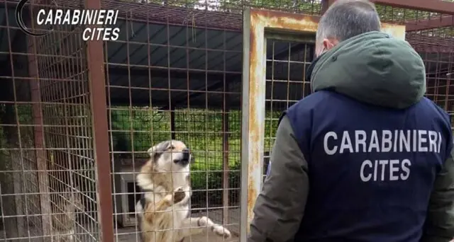 Cani incrociati con i lupi, due condanne