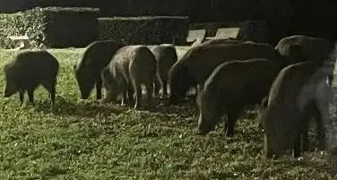 Incubo cinghiali: «Sono ovunque»