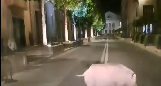 Viterbo: emergenza cinghiali, società per la cattura cercansi