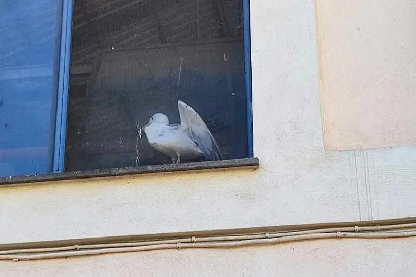 Degrado al mercato cittadino