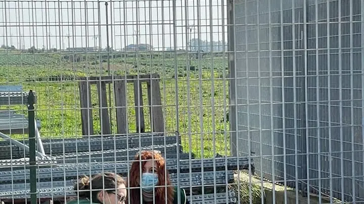 Ladispoli: Ruzky, il cane che nessuno vuole e in cerca solo di un po’ d’amore