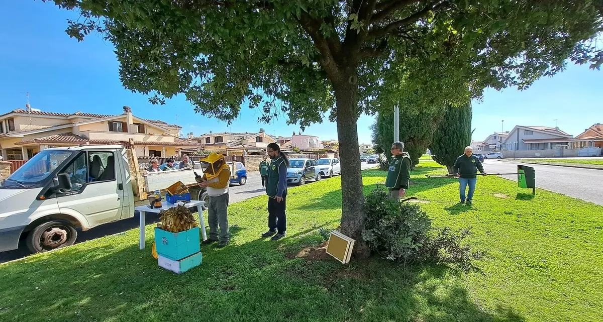 Rimosso un grosso nido d’api in viale Mediterraneo