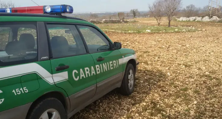 Sparisce il bosco e spuntano i noccioleti