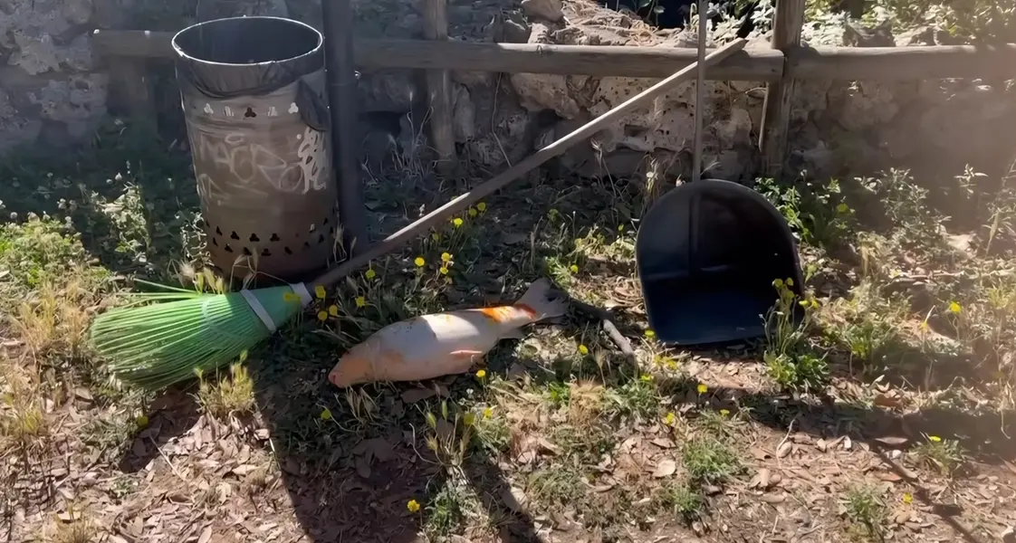 «Moria dei pesci a Prato Giardino, la sindaca spieghi»