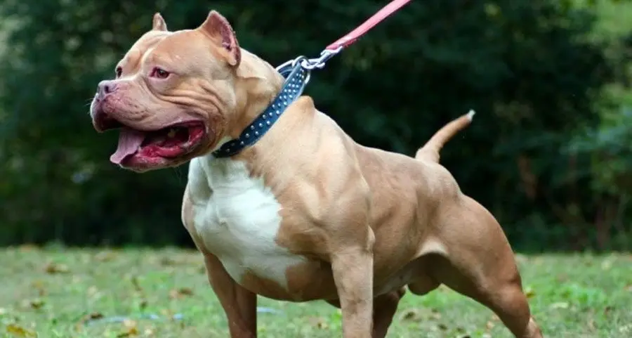 Viterbo, trasferito in canile il pitbull che ha ucciso un cagnolino