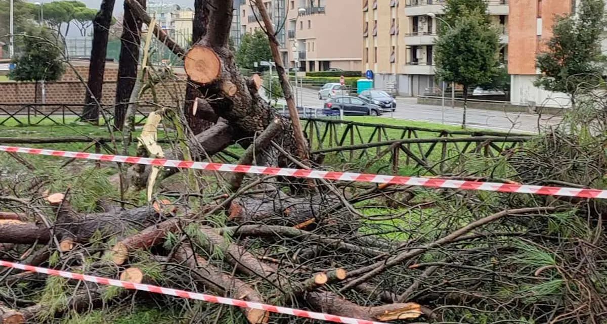 Crolla pino, paura in via Enrico Minio