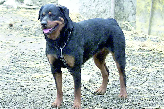 ?PASQUALE BOVE/LAPRESSE RICCIONE 12-08-2003 CANILE ABUSIVO SCOPERTO A RICCIONE NELLA FOTO UN ESEMPLARE DI ROTTWEILER , LAPRESSE