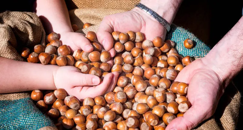 Crisi della nocciola: Biodistretto critico con Ferrero e politica