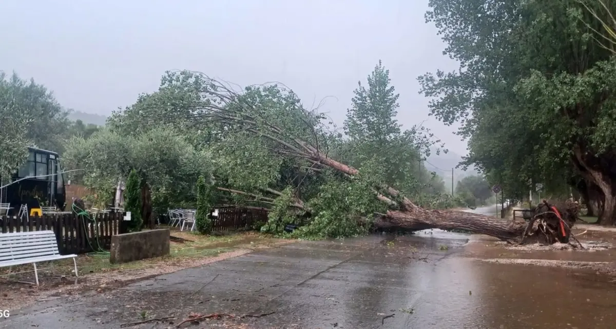 Tromba d’aria a Montefiascone: crolla un albero e investe un ristorante