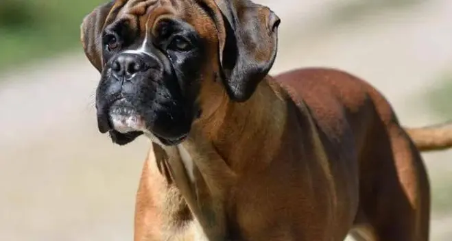 Cane sciolto cerca di assalire cucciolo e padrona: paura in città