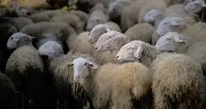 “Mucca pazza” delle pecore, abbattuti 300 ovini nella Tuscia