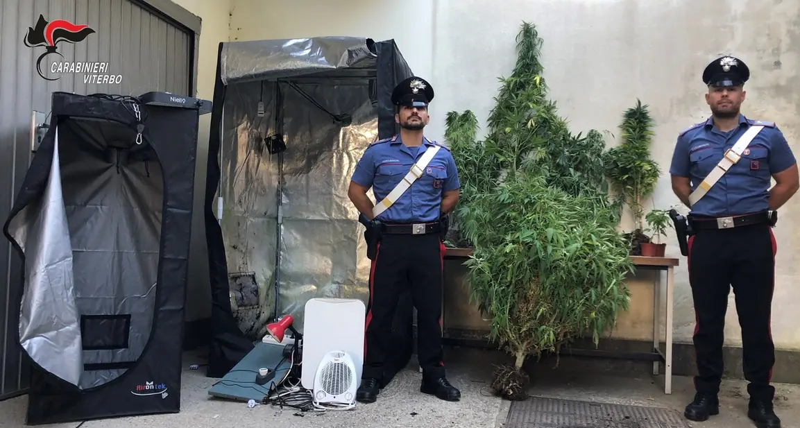 Corchiano: scoperta piantagione di marijuana nell’orto di pomodori