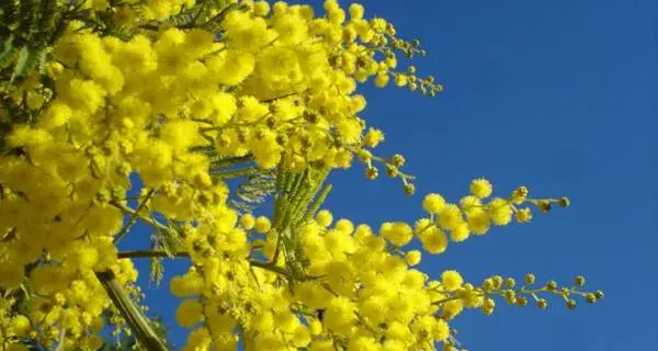 Calendario ricco di appuntamenti per celebrare le donne