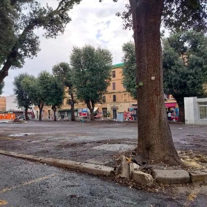 «Difendere gli alberi non significa opporsi al cambiamento»