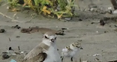 Torre Flavia: ingresso vietato agli amici a quattro zampe