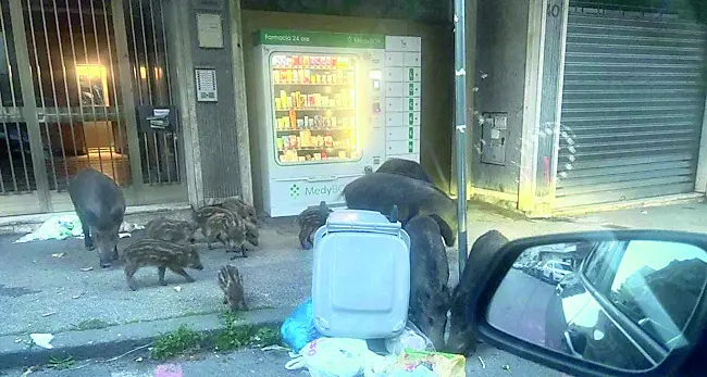 Cinghiali, l’Enpa critica il Comune di Viterbo sulla cattura con le gabbie