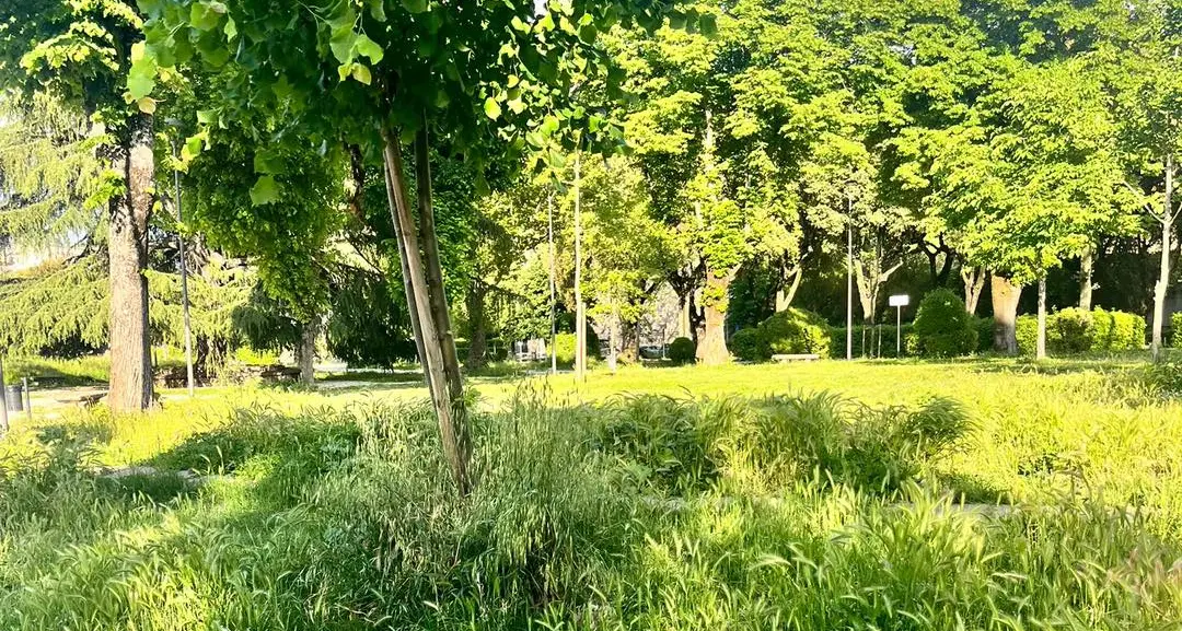 Erba alta a Viterbo, in campo la protezione civile