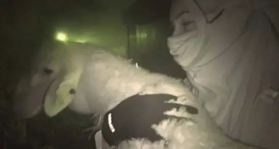 Blitz al mattatoio, azione pianificata nei dettagli