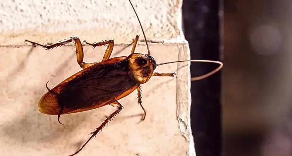 Allarme a Ostia: «Invasa dalle blatte volanti»