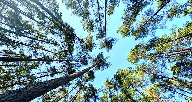 Pini colpiti da cocciniglia, iniziati i trattamenti fitosanitari